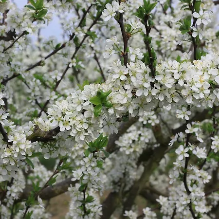 Vivo-vino Отель типа 