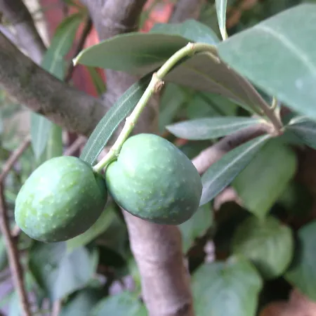 ベッド・アンド・ブレックファスト Vivo-vino