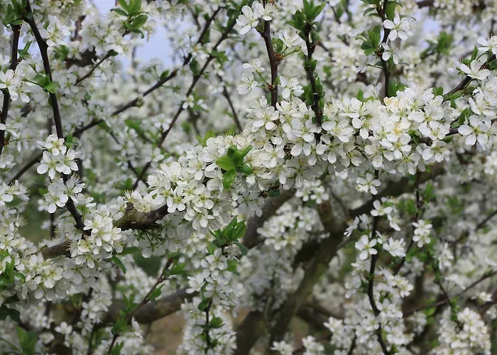 Vivo-vino ベッド・アンド・ブレックファスト Weisenheim am Sand