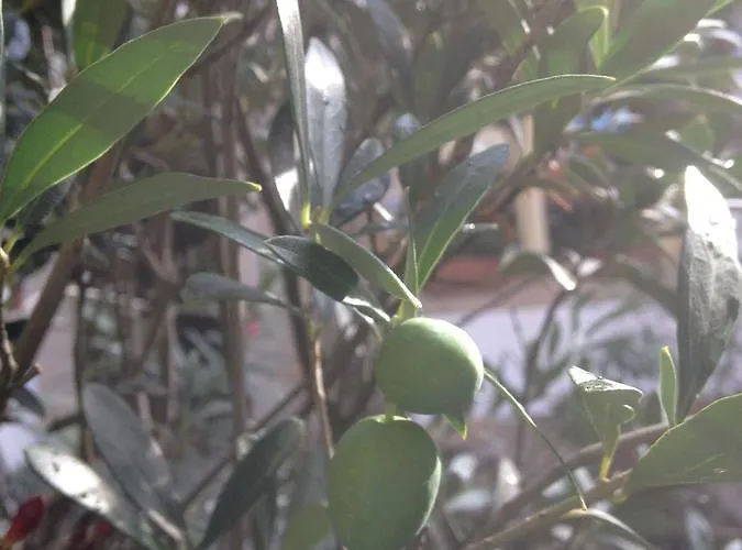 Vivo-vino Frühstückspension