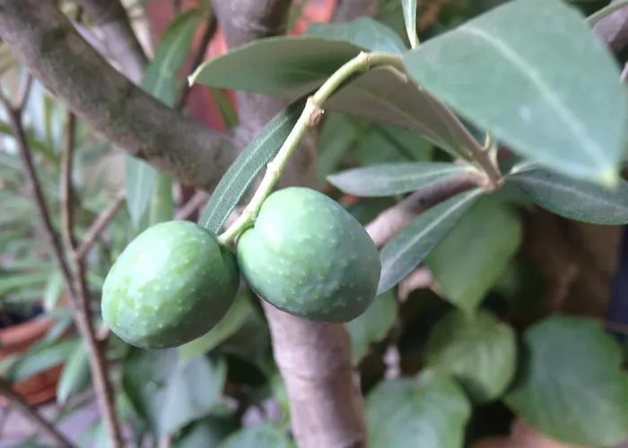 Frühstückspension Vivo-vino